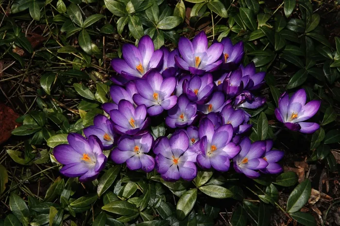 番红花，Blütenmeer，鲜花，植物，关闭，装饰