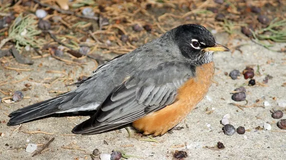 罗宾，鸟，美国，美国罗宾，野生动物，动物