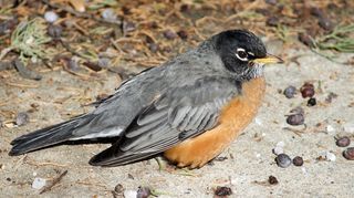 罗宾，鸟，美国，美国罗宾，野生动物，动物