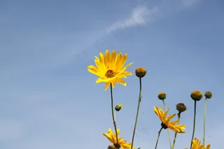 黄色，花，关闭，性质，植物，开花，盛开