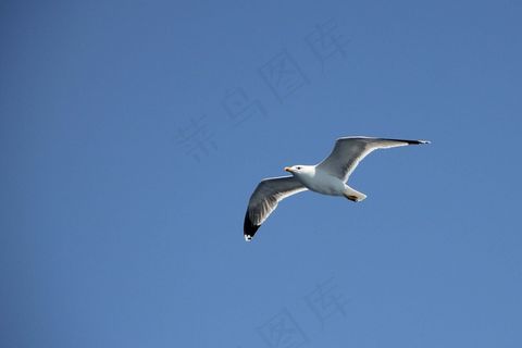 海鸥，飞，天空，鸟，海岸，飞行，蓝色
