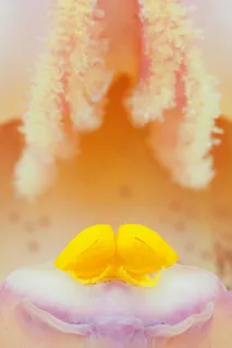 雄蕊，子房，花，宏，植物群，黄色