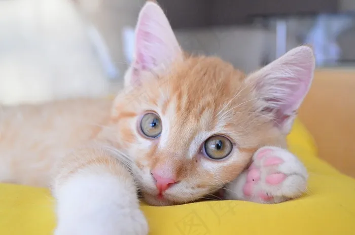 小猫，猫，宠物，动物，小猫，家养，毛皮，小型