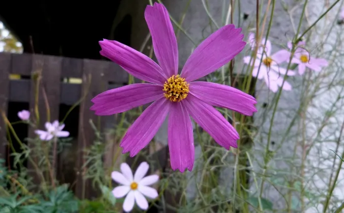 花，花的，植物，自然，开花，花瓣