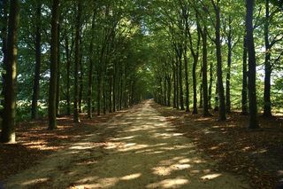 树木，绿化，森林，公园，路径，通路