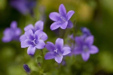 花，自然，植物，蓝色