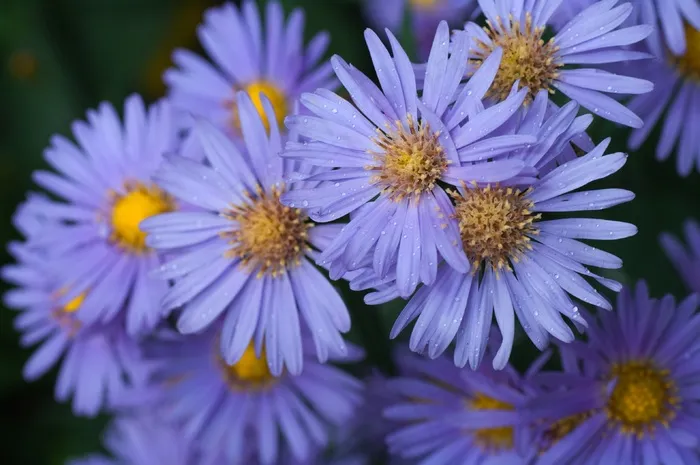 紫苑，紫色，花，水滴，性质，开花