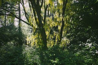 树,生态林,雪树银花,松林,自然公园,森林里的阳光