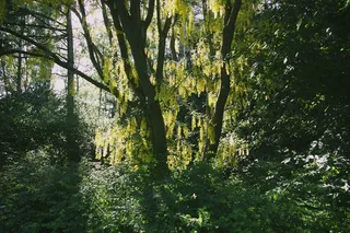 树,生态林,雪树银花,松林,自然公园,森林里的阳光