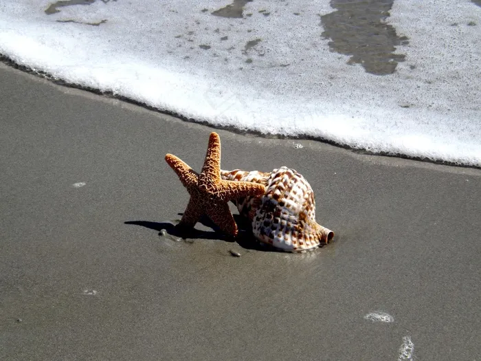 贝壳，海星，海滩，海，夏天，海洋，假期