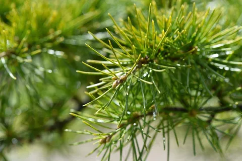 树,植物,雪松,科,针,针叶树,性质 树,植物,雪松,科,针,针叶树,性质