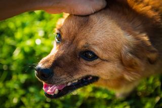 狗，人，人的朋友，乐趣，友谊，儿童