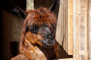 喇嘛，动物，野生，动物世界，毛茸茸，动物园