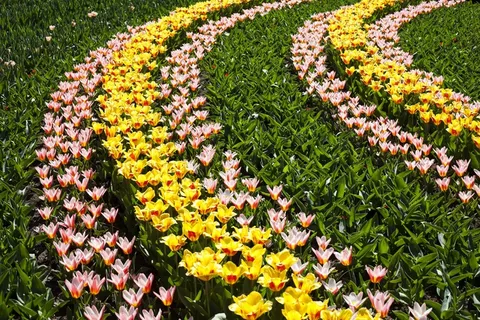 花,场,美丽,自然,夏天,春天,绿色 花,场,美丽,自然,夏天,春天,绿色