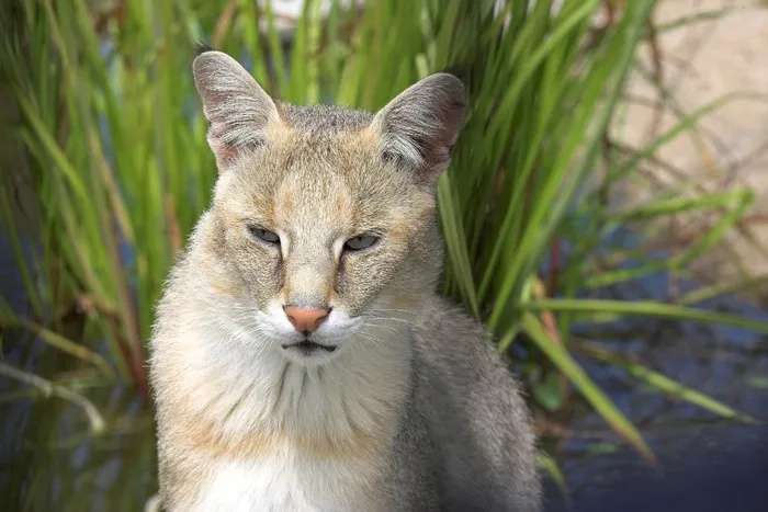 丛林猫，猫，动物，猫的，哺乳动物