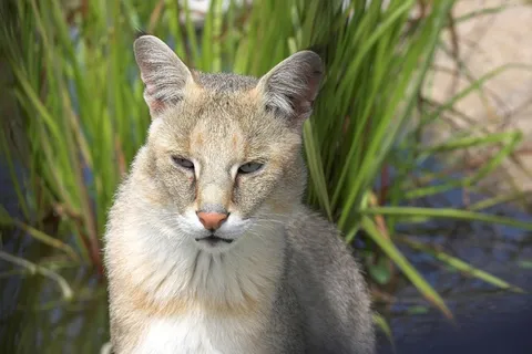 丛林猫,猫,动物,猫的,哺乳动物 丛林猫,猫,动物,猫的,哺乳动物