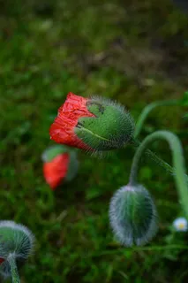 罂粟花,鲜花,花,红色,Klatschmohn,毛 罂粟花,鲜花,花,红色,Klatschmohn,毛
