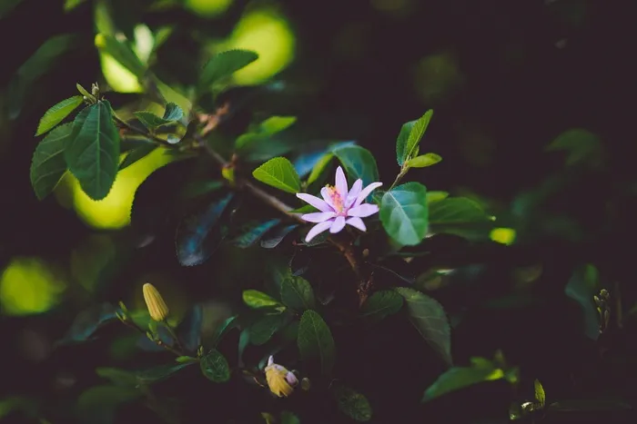 紫色，花，植物，叶子