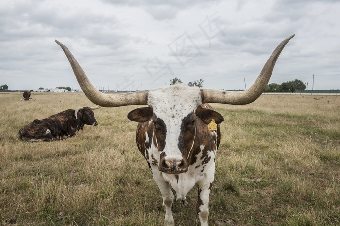 长角牛Ste牛，牛，牛，范围，牛肉，寻找