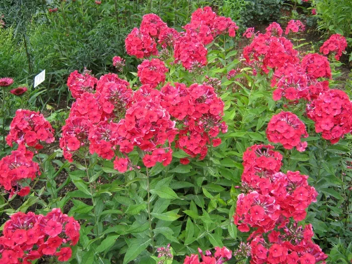 鲜花，Blütenmeer，床，折扣，装饰