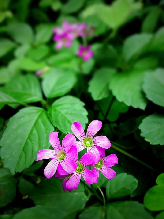 野草，花朵，粉红色，六月