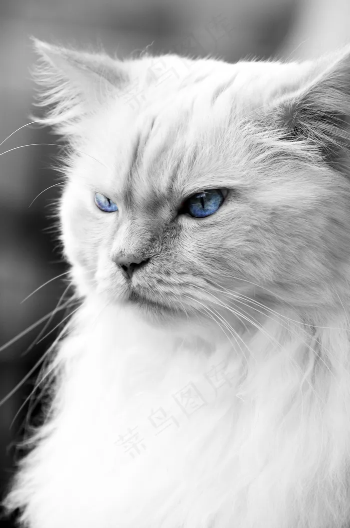 猫，蓝眼睛，德国长毛指针，宠物