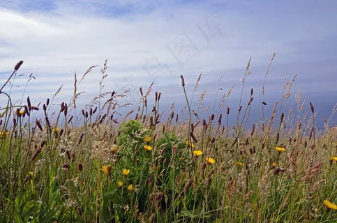 莫赫悬崖,爱尔兰,旅行,花卉,植物 莫赫悬崖,爱尔兰,旅行,花卉,植物