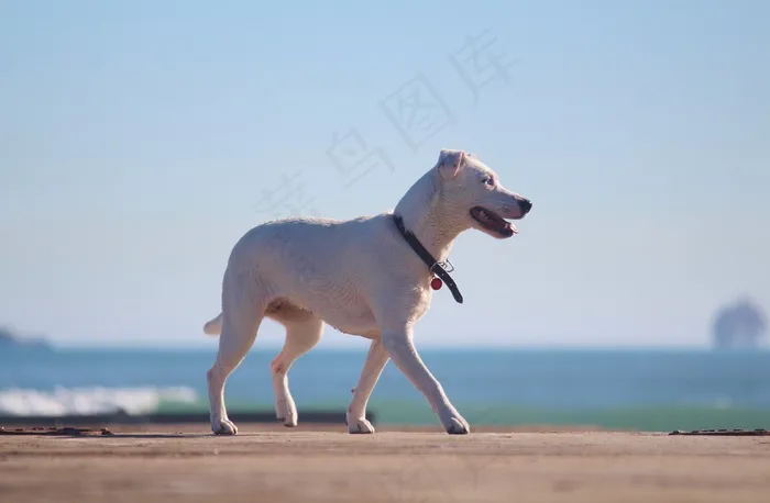 狗，动物，奔跑，白