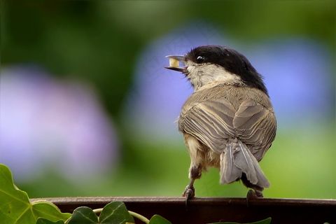 动物，鸟，煤山雀，年轻，仙人球，觅食