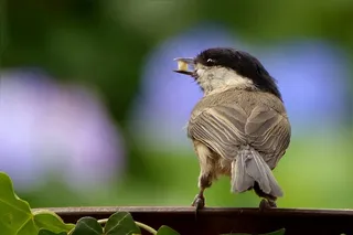 动物，鸟，煤山雀，年轻，仙人球，觅食