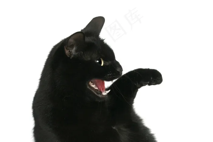 猫，宠物，动物，Katze，黑色，哺乳动物