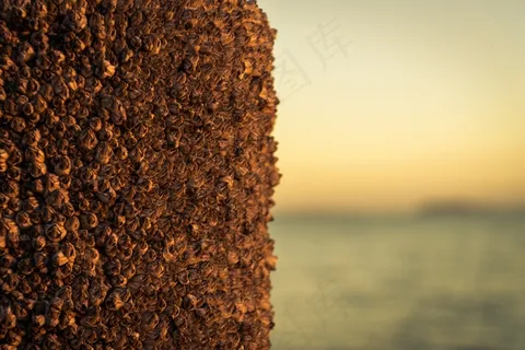 海滩，牡蛎，沧桑，性质，纹理，大海