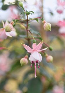 紫红色，花，植物，贝尔，春天