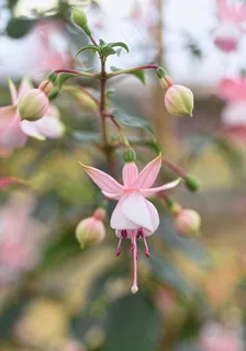 紫红色，花，植物，贝尔，春天
