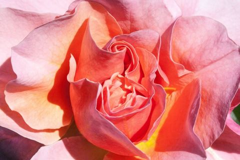 玫瑰，橙色，黄色，三文鱼，鲜花，夏天，花