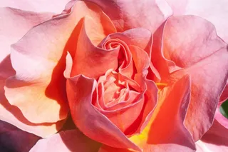 玫瑰，橙色，黄色，三文鱼，鲜花，夏天，花