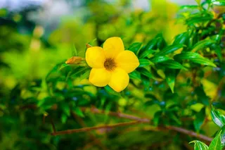 花，罗莎，鲜花，性质，玫瑰，花园，修剪