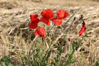 罂粟花，原野，国家，鲜花，自然