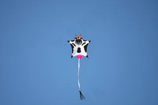 风筝，牛，动物，天空，乳房，牛动物