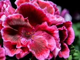 开花，Edelgeranie，天竺葵，关闭，紫