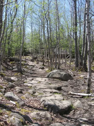 阿卡迪亚国家公园，缅因州，景观，森林，树木