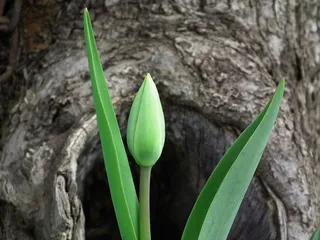 郁金香，花，春天，叶子，芽，绿色，绿色的树叶
