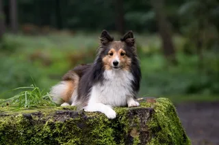 狗，高跷，动物肖像，关闭