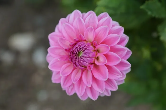达利，花，粉色，绿色
