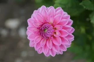 达利，花，粉色，绿色