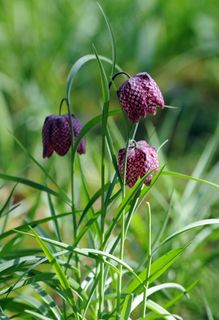 贝母珍珠鸡，花，花园，植物，自然