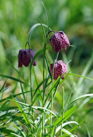 贝母珍珠鸡，花，花园，植物，自然