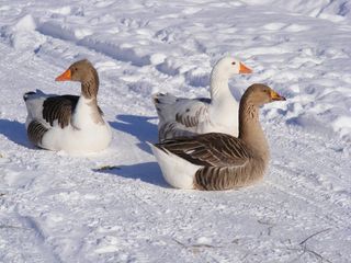 冷轧，乡间，鹅，鹅，道路，雪，白色，鸟
