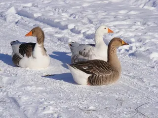 冷轧，乡间，鹅，鹅，道路，雪，白色，鸟