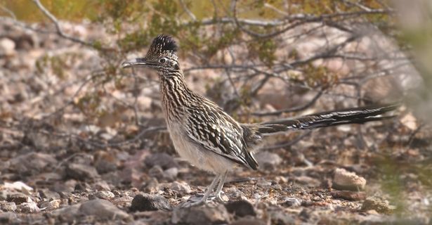 道路走鹃，鸟，丛林，杜鹃，快速